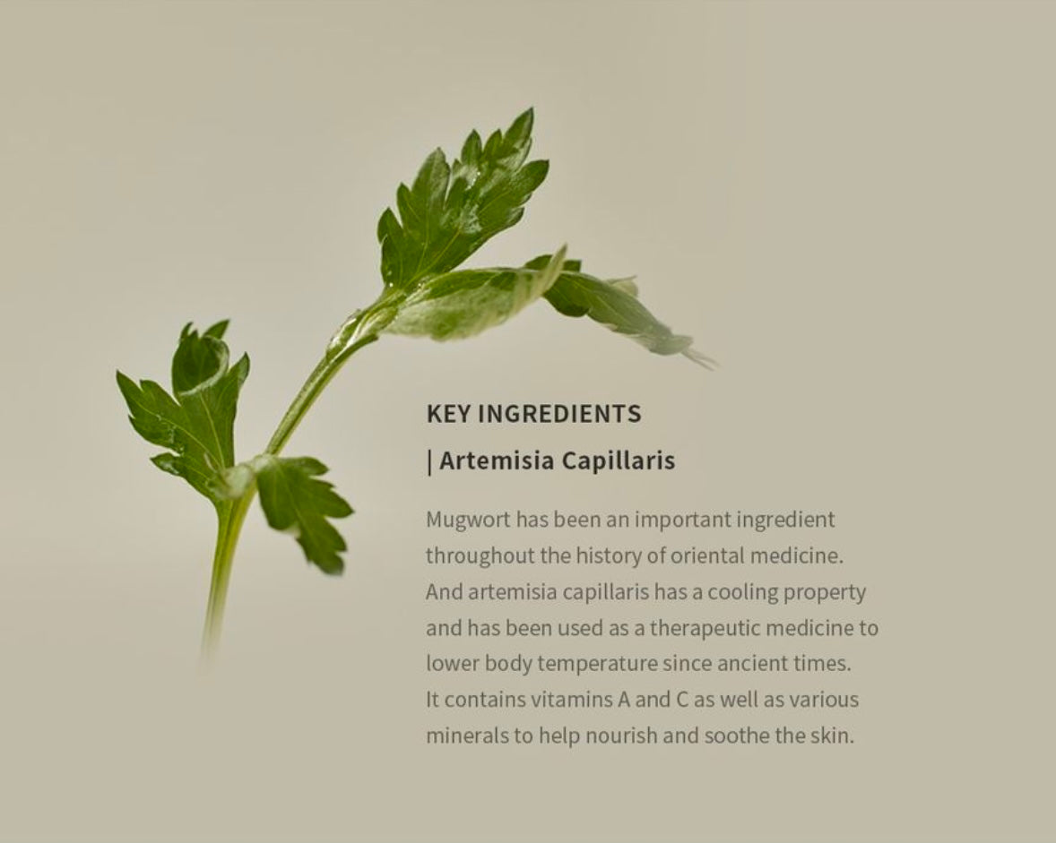 Beauty of Joseon Matte Sun Stick : Mugwort+Camelia (SPF 50+ PA++++) - 18g - Brightening Moisture Gel Cream, Anti-Blemish Body Lotion, skin moisturizer, dark spot correcting serum, needly daily toner pad, oil cleansers, moisturizing sunscreen, hand cream - Sapphire Beauty Booth