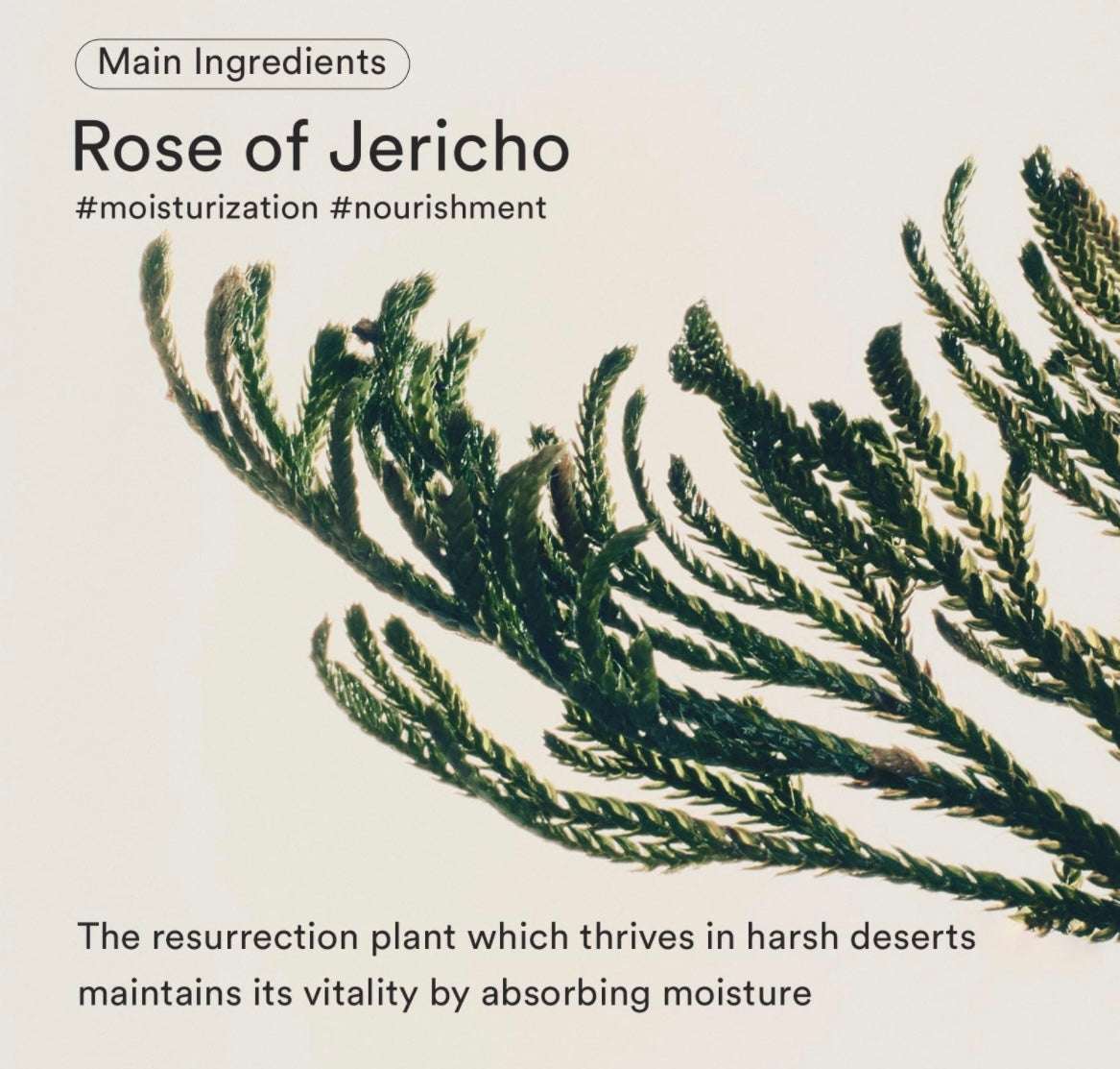 Abib Jericho Rose Bifida Serum Firming Drop - 50ml - Sapphire Beauty Booth